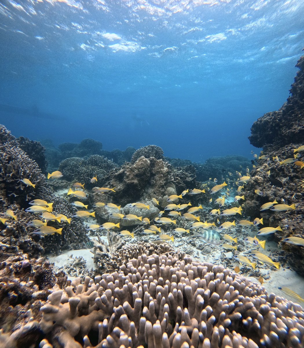 海鮮コースのイメージ